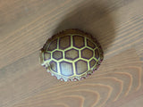 Handmade Elk Rattle - No-Handle Turtle Shaker