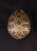 Handmade Painted Turtle Palm Rattle